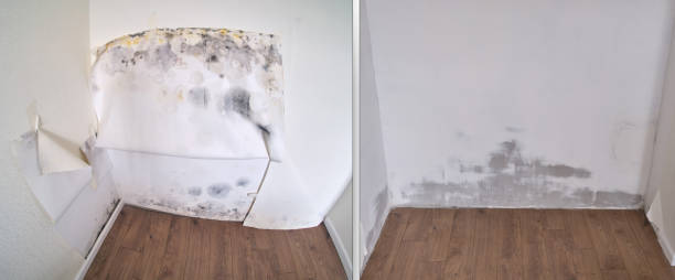 Best Best Mold Removal Companies  in Camp Croft, SC